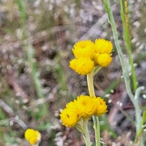 Chrysocephalum apiculatum at Dunlop, ACT - 12 Nov 2022