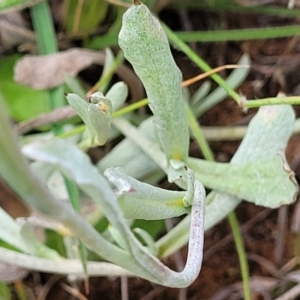 Chrysocephalum apiculatum at Dunlop, ACT - 12 Nov 2022