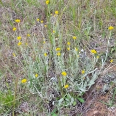 Chrysocephalum apiculatum at Dunlop, ACT - 12 Nov 2022