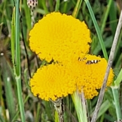 Leptorhynchos squamatus subsp. squamatus (Scaly Buttons) at Dunlop Grasslands - 12 Nov 2022 by trevorpreston