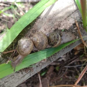 Cornu aspersum at Karabar, NSW - 12 Nov 2022