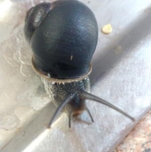 Cornu aspersum at Greenleigh, NSW - 12 Nov 2022