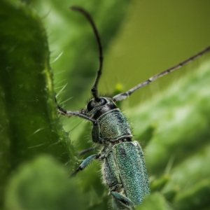 Phytoecia coerulescens at Booth, ACT - 12 Nov 2022 01:53 PM