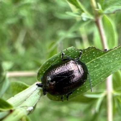 Chrysolina quadrigemina (Greater St Johns Wort beetle) at Ainslie, ACT - 12 Nov 2022 by Pirom