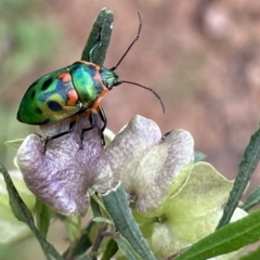 Scutiphora pedicellata (Metallic Jewel Bug) at Ainslie, ACT - 12 Nov 2022 by Pirom