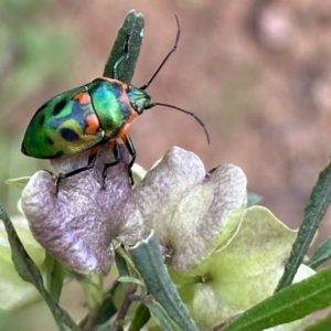 Scutiphora pedicellata at Ainslie, ACT - 12 Nov 2022