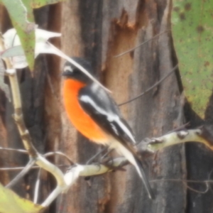 Petroica phoenicea at Tennent, ACT - 12 Nov 2022