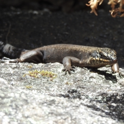 Egernia saxatilis intermedia (Black Rock Skink) at Tennent, ACT - 12 Nov 2022 by HelenCross