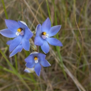 Thelymitra nuda at Throsby, ACT - suppressed