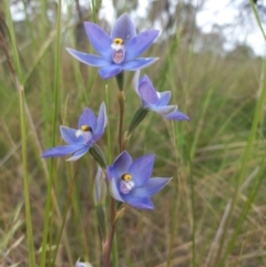 Thelymitra nuda at Throsby, ACT - suppressed