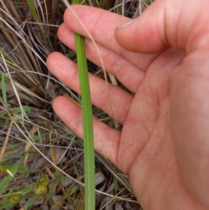 Thelymitra nuda at Throsby, ACT - suppressed