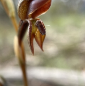 Oligochaetochilus squamatus at Bungonia, NSW - 11 Nov 2022