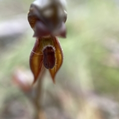 Oligochaetochilus squamatus at Bungonia, NSW - suppressed