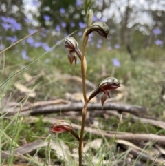 Oligochaetochilus squamatus at Bungonia, NSW - 11 Nov 2022