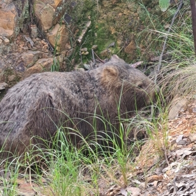 Vombatus ursinus (Common wombat, Bare-nosed Wombat) at Mount Jerrabomberra QP - 12 Nov 2022 by roachie