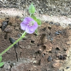 Geranium gardneri (Rough Crane's-Bill) at Kangaroo Valley, NSW - 12 Nov 2022 by lbradley