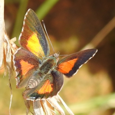 Paralucia aurifera (Bright Copper) at Tennent, ACT - 12 Nov 2022 by HelenCross