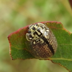 Paropsisterna decolorata (A Eucalyptus leaf beetle) at Tennent, ACT - 12 Nov 2022 by HelenCross