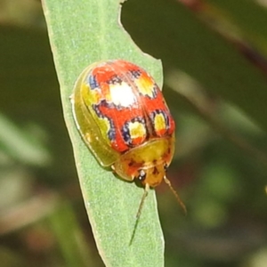 Paropsisterna nobilitata at Tennent, ACT - 12 Nov 2022