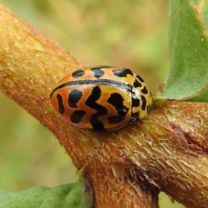 Cleobora mellyi at Tennent, ACT - 12 Nov 2022 02:09 PM