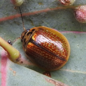 Paropsisterna decolorata at Tennent, ACT - 12 Nov 2022