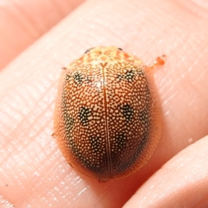 Paropsis atomaria at Tennent, ACT - 12 Nov 2022 02:14 PM