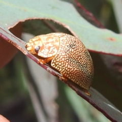 Paropsis atomaria at Tennent, ACT - 12 Nov 2022 02:14 PM