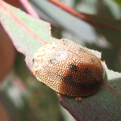 Paropsis atomaria at Tennent, ACT - 12 Nov 2022 02:14 PM