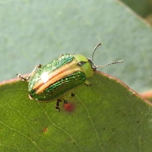 Calomela parilis at Tennent, ACT - 12 Nov 2022 02:15 PM