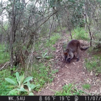 Wallabia bicolor (Swamp Wallaby) at Coree, ACT - 12 Nov 2022 by A.mitchell