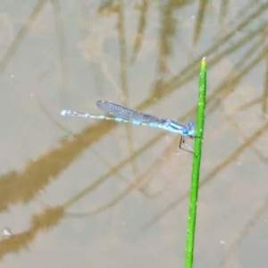 Austrolestes leda at Isaacs, ACT - 12 Nov 2022