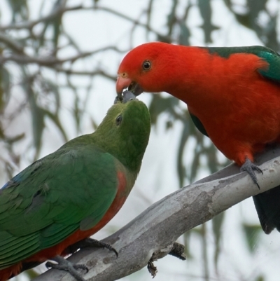 Alisterus scapularis (Australian King-Parrot) at Woodstock Nature Reserve - 12 Nov 2022 by MichaelJF