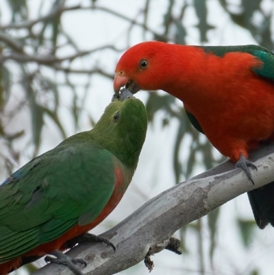 Alisterus scapularis (Australian King-Parrot) at Coree, ACT - 12 Nov 2022 by MichaelJF