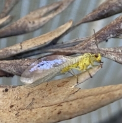 Chrysopidae (family) (Unidentified Green lacewing) at Wanniassa, ACT - 11 Nov 2022 by jksmits