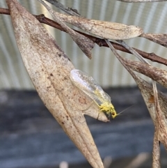 Chrysopidae (family) at Wanniassa, ACT - 11 Nov 2022