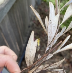 Chrysopidae (family) at Wanniassa, ACT - 11 Nov 2022