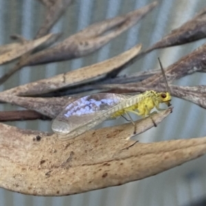 Chrysopidae (family) at Wanniassa, ACT - 11 Nov 2022