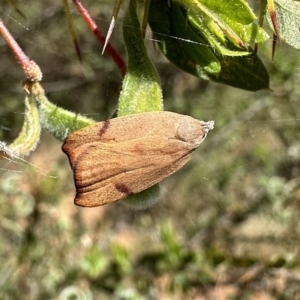 Tortricopsis uncinella at Ainslie, ACT - 12 Nov 2022 01:28 PM