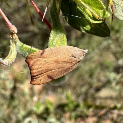 Tortricopsis uncinella (A concealer moth) at Ainslie, ACT - 12 Nov 2022 by Pirom