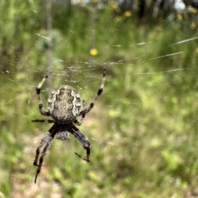 Araneus hamiltoni (Hamilton's Orb Weaver) at Mount Ainslie - 12 Nov 2022 by Pirom