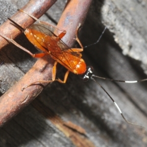 Stiromesostenus sp. (genus) at Molonglo Valley, ACT - 11 Nov 2022