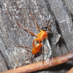 Stiromesostenus sp. (genus) at Molonglo Valley, ACT - 11 Nov 2022 02:21 PM