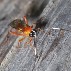 Stiromesostenus sp. (genus) at Molonglo Valley, ACT - 11 Nov 2022 02:21 PM