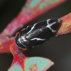 Eurymeloides bicincta (Gumtree hopper) at Molonglo Valley, ACT - 11 Nov 2022 by Harrisi