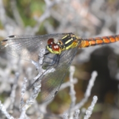 Nannophya dalei (Eastern Pygmyfly) at Tinderry, NSW - 10 Nov 2022 by Harrisi