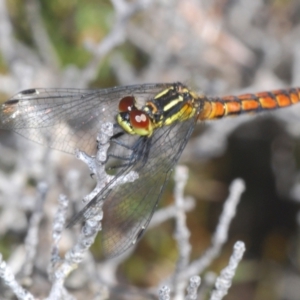 Nannophya dalei at Tinderry, NSW - 10 Nov 2022