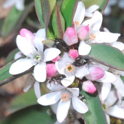 Philotheca myoporoides (Long-leaf Wax-Flower) at Tinderry, NSW - 10 Nov 2022 by Harrisi