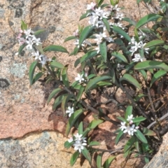 Philotheca myoporoides at Tinderry, NSW - 10 Nov 2022