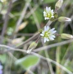 Cerastium glomeratum (Sticky Mouse-ear Chickweed) at Namadgi National Park - 9 Nov 2022 by JaneR