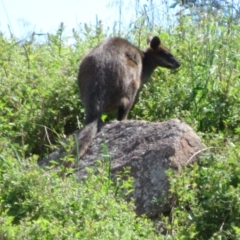 Wallabia bicolor (Swamp Wallaby) at Latham, ACT - 3 Nov 2022 by Christine